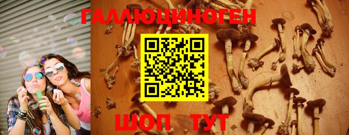 Канаш  Галлюциногенные грибы прущие грибы  что такое   Вход с VPN 